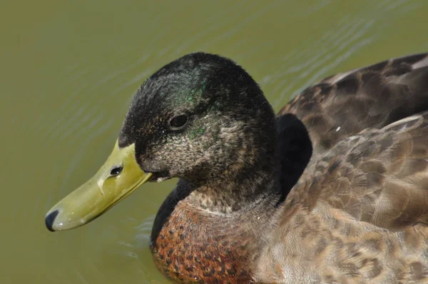 Mallard Duck Pájaro Salvaje Flotando Lago Retrato Del Animal —  Fotos de Stock