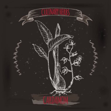 Kakule aka Elettaria cardamomum el çizilmiş kroki siyah.