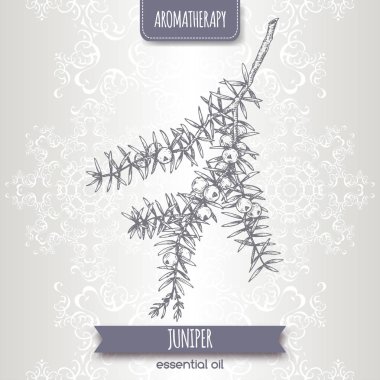 Juniperus communis aka ardıç şube zarif dantel özgeçmişlerine kroki.