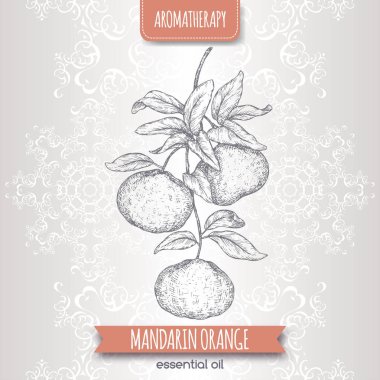 Narenciye reticulata aka mandalina şube kroki üzerinde zarif dantel arka plan.