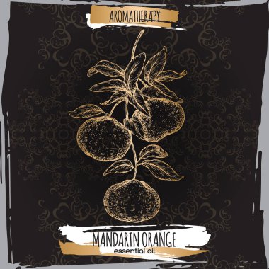 Narenciye reticulata aka mandalina şube kroki üzerinde siyah.