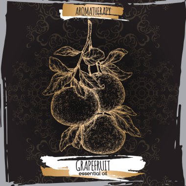 Narenciye sonat aka greyfurt şube kroki üzerinde siyah.