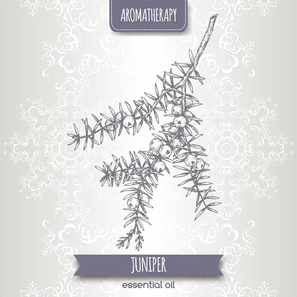 Juniperus communis aka ardıç şube zarif dantel özgeçmişlerine kroki.