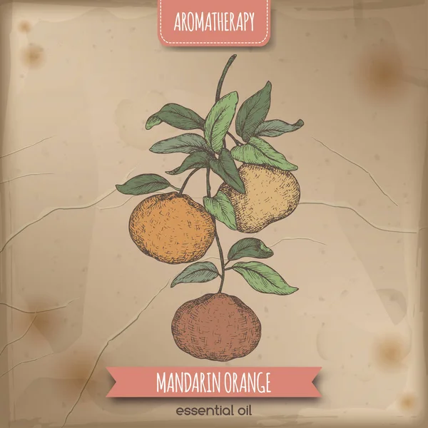 Narenciye reticulata aka mandalina şube Renk eskiz antika arka plan üzerinde.