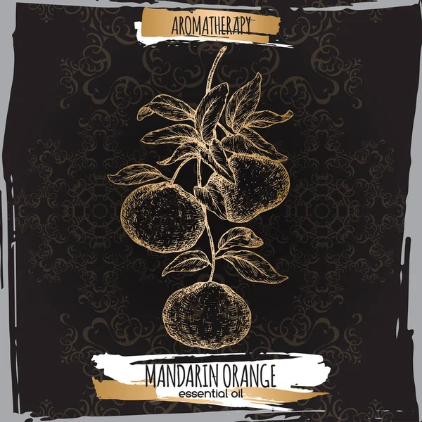 Narenciye reticulata aka mandalina şube kroki üzerinde siyah.