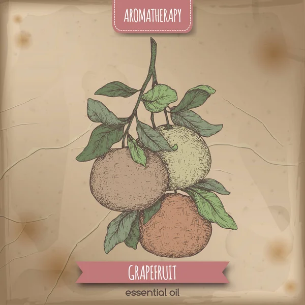 Narenciye sonat aka greyfurt şube Renk eskiz antika arka plan üzerinde.