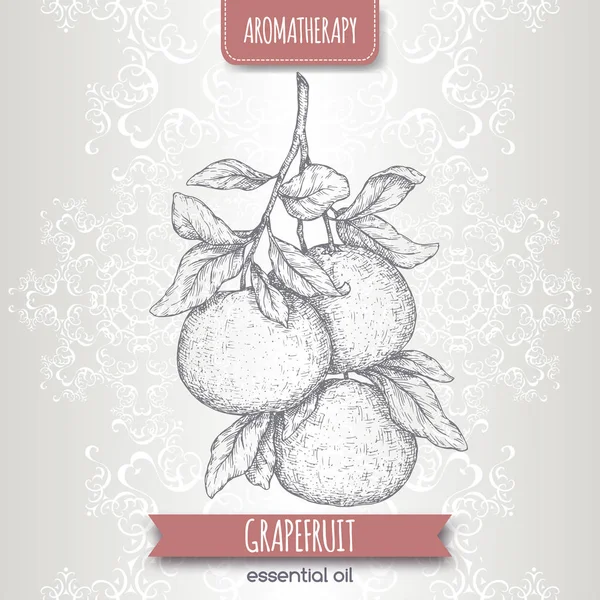 Citrus paradisi aka grapefruit tak schets op elegant lace achtergrond. — Stockvector