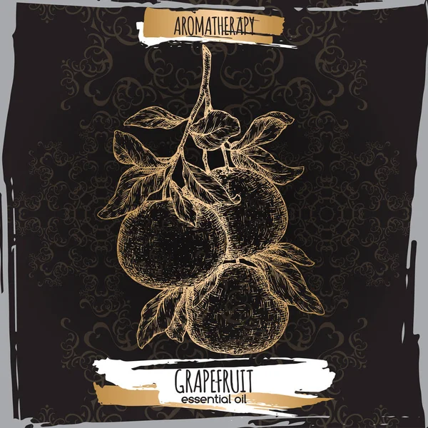 Narenciye sonat aka greyfurt şube kroki üzerinde siyah.