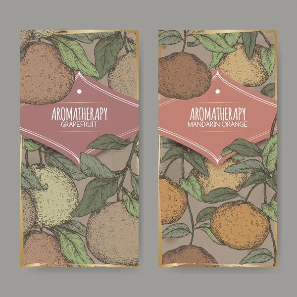 İki renk etiketleri ile narenciye sonat aka greyfurt ve narenciye reticulata aka mandalina antika arka plan üzerinde kroki.