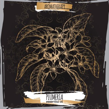 Plumeria rubra aka Frangipani şube kroki üzerinde siyah arka plan.