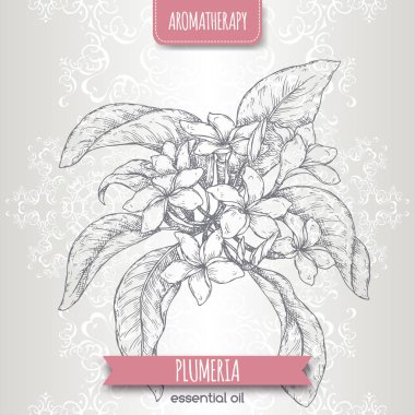 Plumeria rubra aka Frangipani şube kroki üzerinde zarif dantel arka plan.