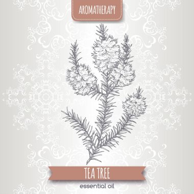 Melaleuca alternifolia aka çay ağacı dalı kroki üzerinde zarif dantel arka plan.