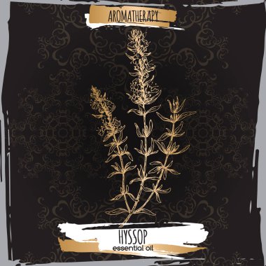 Siyah arka plan üzerine hyssopus officinalis aka çördük şube kroki.