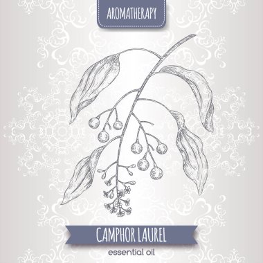 Cinnamomum camphora aka camphorwood veya kafur defne dalı kroki zarif dantel arka plan üzerinde.