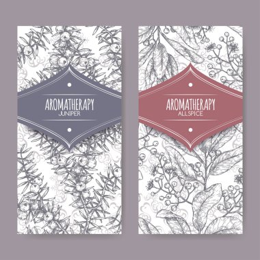 Juniperus communis sahip iki etiketi aka ardıç ve Pimenta dioica aka yenibahar zarif dantel özgeçmişlerine kroki.