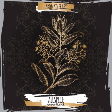 Pimenta dioica aka yenibahar şube kroki üzerinde siyah arka plan.