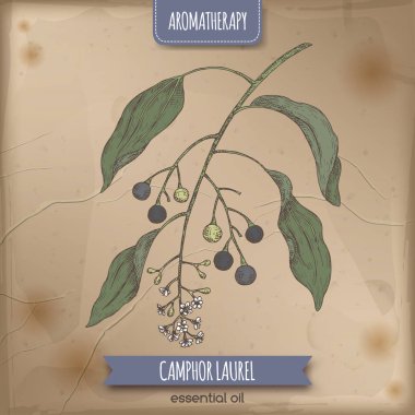 Cinnamomum camphora aka camphorwood veya kafur defne dalı Renk eskiz antika arka plan üzerinde.