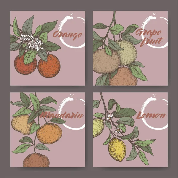Σκίτσο τέσσερις Ετικέτες χρώμα με πορτοκάλι, λεμόνι, μανταρίνι και γκρέιπφρουτ. — Διανυσματικό Αρχείο