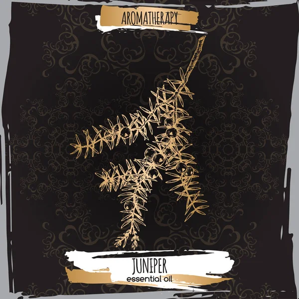 Juniperus communis aka ardıç şube siyah kroki.