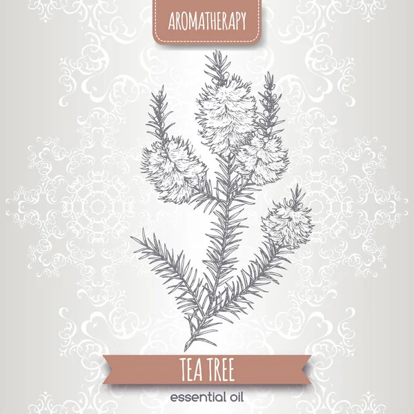 Melaleuca alternifolia alias sketsa cabang pohon teh pada latar belakang renda elegan . - Stok Vektor