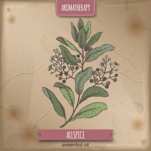 Pimenta dioica alias allspice branche croquis de couleur sur fond vintage . — Image vectorielle