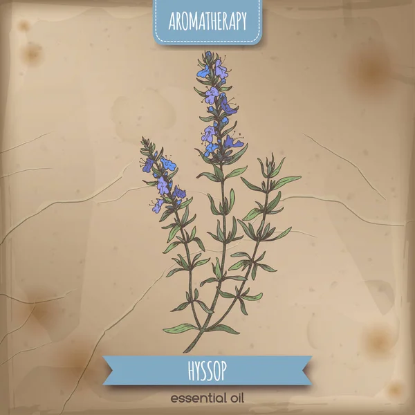 Antika arka plan üzerinde hyssopus officinalis aka çördük şube Renk eskiz.