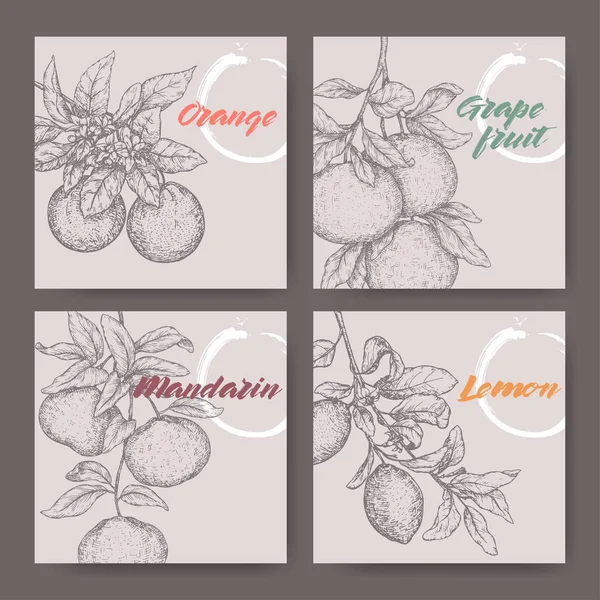 Fyra etiketter med apelsin, citron, mandarin och grapefrukt skiss. — Stock vektor