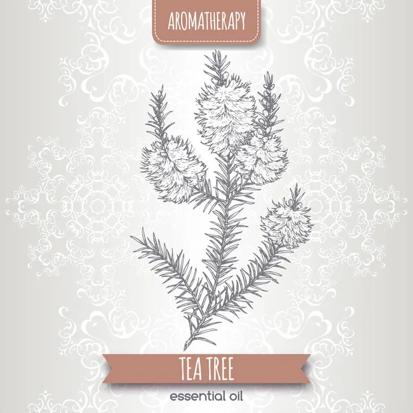 Melaleuca alternifolia aka tea tree branch sketch on elegant lace background. — Stock Illustration Melaleuca alternifolia aka tea tree branch sketch on elegant lace background. Royalty Free Stock Illustrations