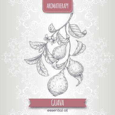 Psidium guajava aka guava şube kroki üzerinde zarif dantel arka plan.