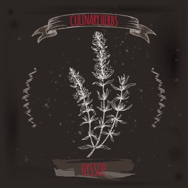Siyah üzerine çizilmiş kroki hyssopus officinalis aka çördük şube el.