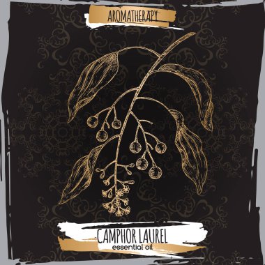 Cinnamomum camphora aka camphorwood veya kafur defne dalı kroki siyah arka plan üzerine.