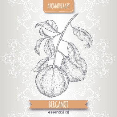 Narenciye bergamia aka bergamot şube kroki üzerinde zarif dantel arka plan.