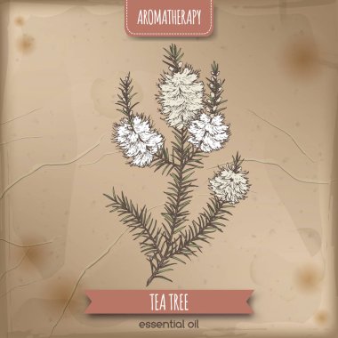 Melaleuca alternifolia aka çay ağacı dalı Renk eskiz antika arka plan üzerinde.