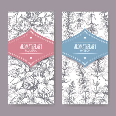 Plumeria rubra aka Frangipani ile iki etiket ve Hyssopus officinalis aka çördük şube dantel özgeçmişlerine kroki.