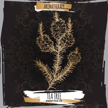 Melaleuca alternifolia aka çay ağacı dalı kroki üzerinde siyah arka plan.