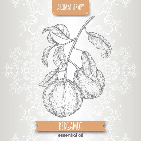 Citrus bergamia aka Bergamotte Zweigskizze auf elegantem Spitzenhintergrund. — Stockvektor