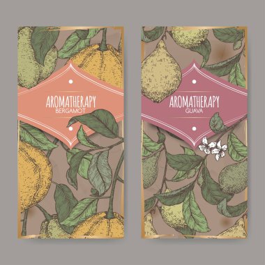 Narenciye bergamia sahip iki etiketi aka antika arka plan üzerinde bergamot ve Psidium guajava aka guava şube Renk eskiz.