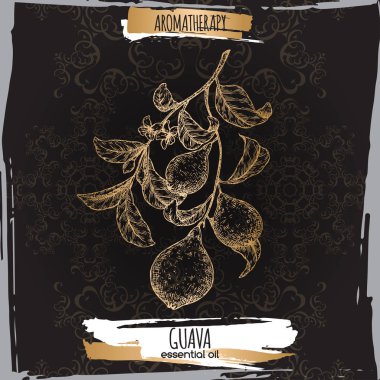 Psidium guajava aka guava şube kroki üzerinde siyah dantel arka plan.