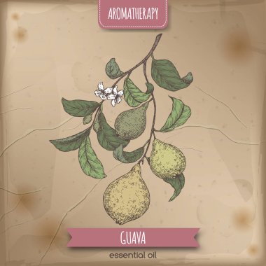 Psidium guajava aka guava şube Renk eskiz antika arka plan üzerinde.