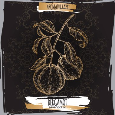 Narenciye bergamia aka bergamot şube kroki üzerinde siyah dantel arka plan.