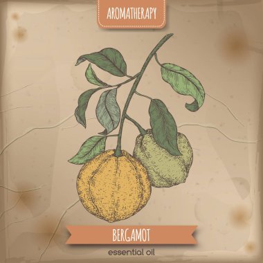 Narenciye bergamia aka bergamot şube Renk eskiz antika arka plan üzerinde.