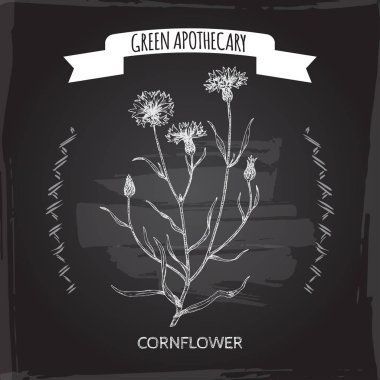 Centaurea cyanus siyah aka peygamber çiçeği veya lisans düğmesini kroki.