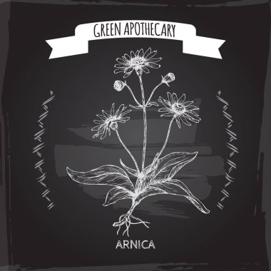 Arnika montana aka dağ tütün veya dağ arnica kroki siyah.