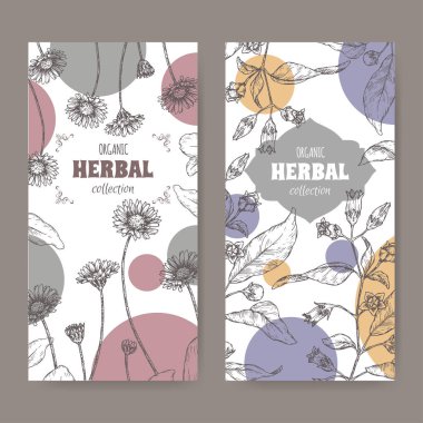 Bellis lerdeki aka daisy ve Atropa belladonna aka Güzelavrat otu veya güzelavrat kroki ile iki etiket kümesi.