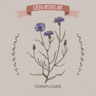 Centaurea cyanus aka peygamber çiçeği veya lisans düğme rengi kroki.