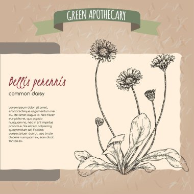 Bellis perennis aka daisy sketch. Green apothecary series. clipart