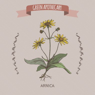 Arnika montana aka dağ tütün veya dağ arnica renk kroki.