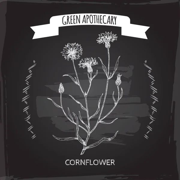 Centaurea cyanus siyah aka peygamber çiçeği veya lisans düğmesini kroki.