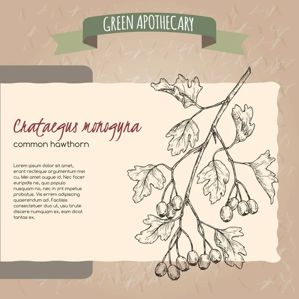 Crataegus monogyna aka gemeenschappelijk hawthorn schets. Groene apotheek serie. — Stockvector