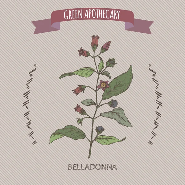 Atropa belladonna aka belladonna eller deadly nightshade färg skiss. Gröna apotekare-serien. — Stock vektor